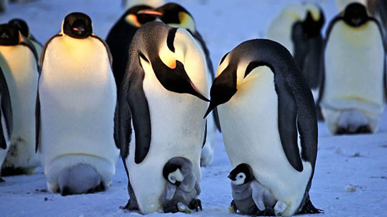 Get An Up-Close Look At Penguin Life With Shots From BBC’s Spy Cam