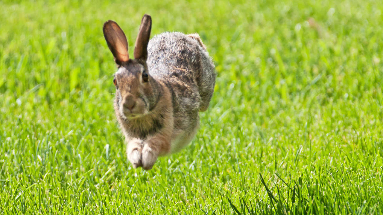cottontail rabbits essay cottontail rabbits essay