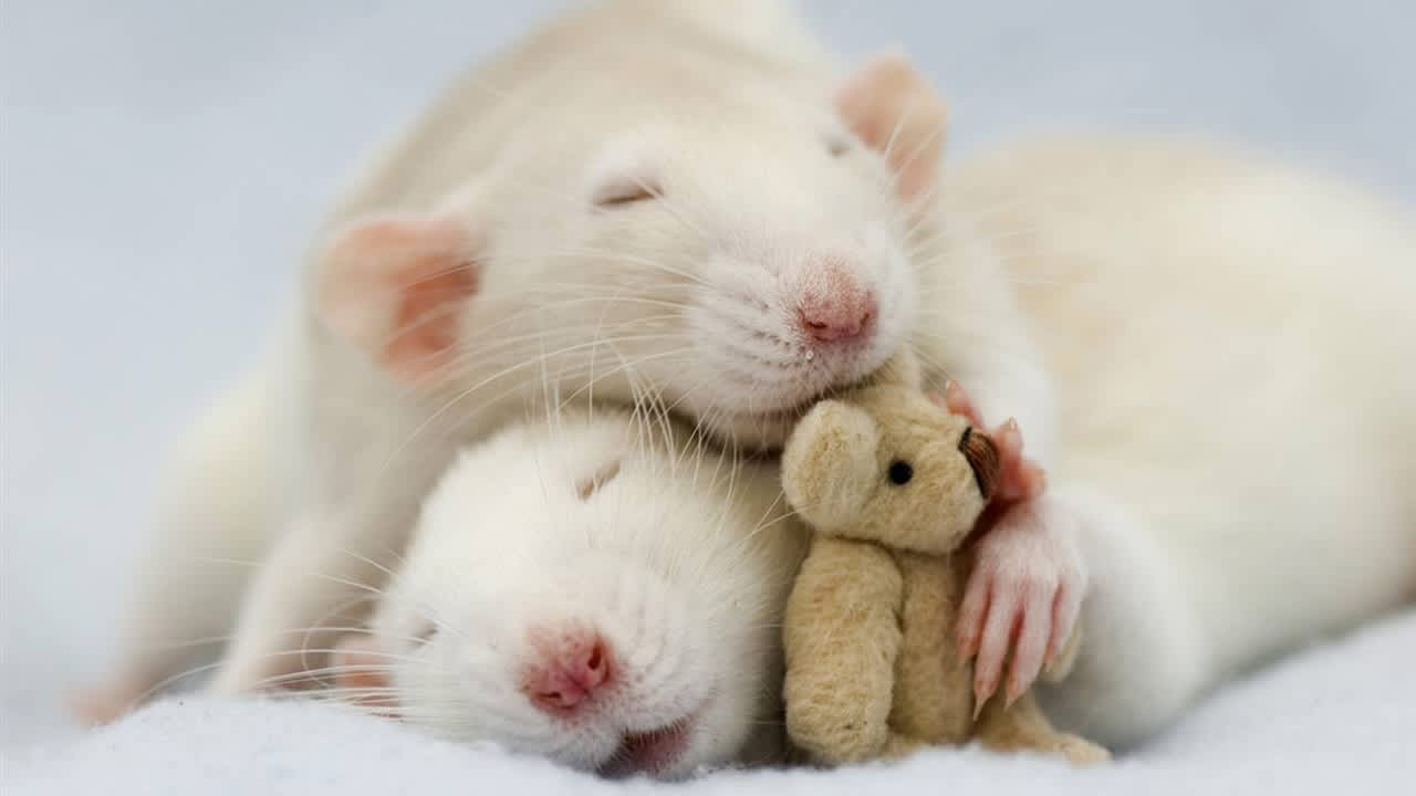 rat and teddy bear