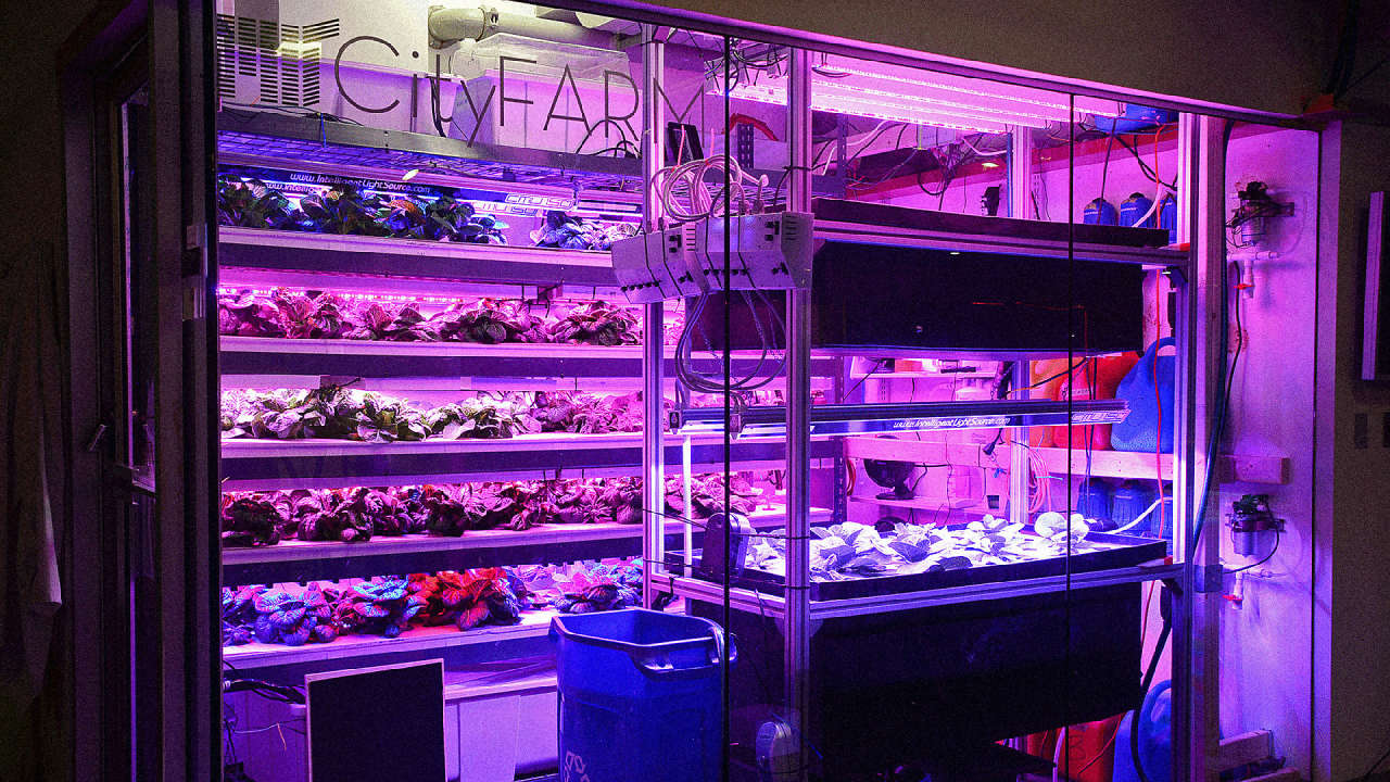 At Mit A Farm Grows That Is Built For City