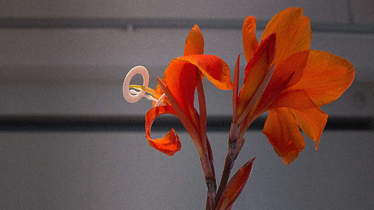 Good Vibrations These Sex Toys Are Made For Plants