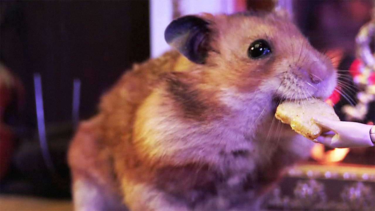 Burritos, Tiny Hamster Is Eating Cereal In A Soap Opera For