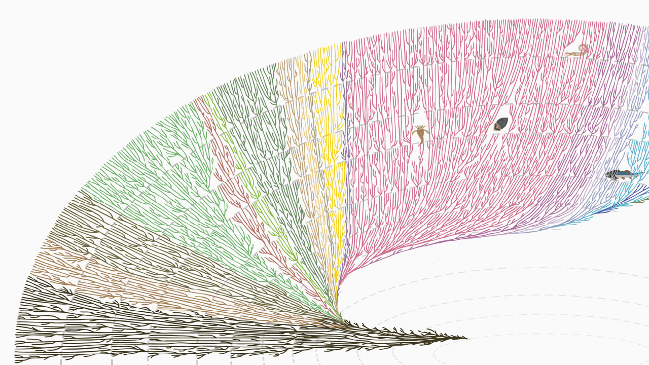 Infographic Humans Are Just A Twig On The Tree Of Life Where