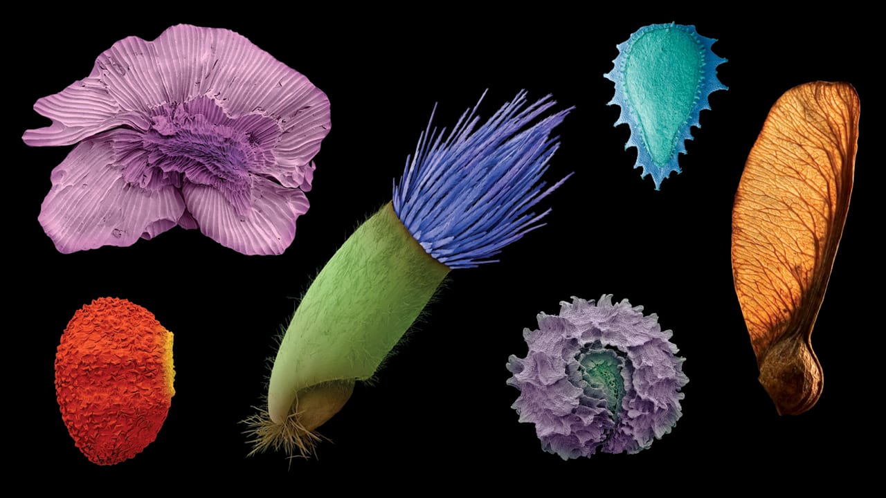The Wondrous Beauty Of Microscopic Plant Seeds