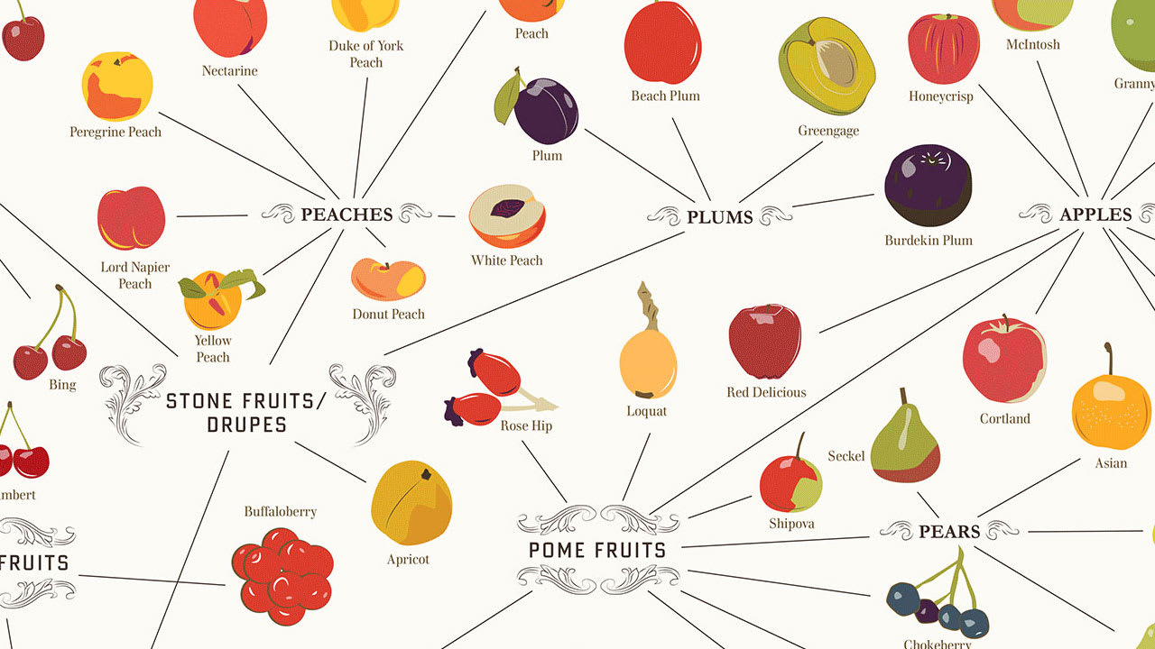 Infographic Over 300 Fruits On One Mouthwatering Map Co.Design