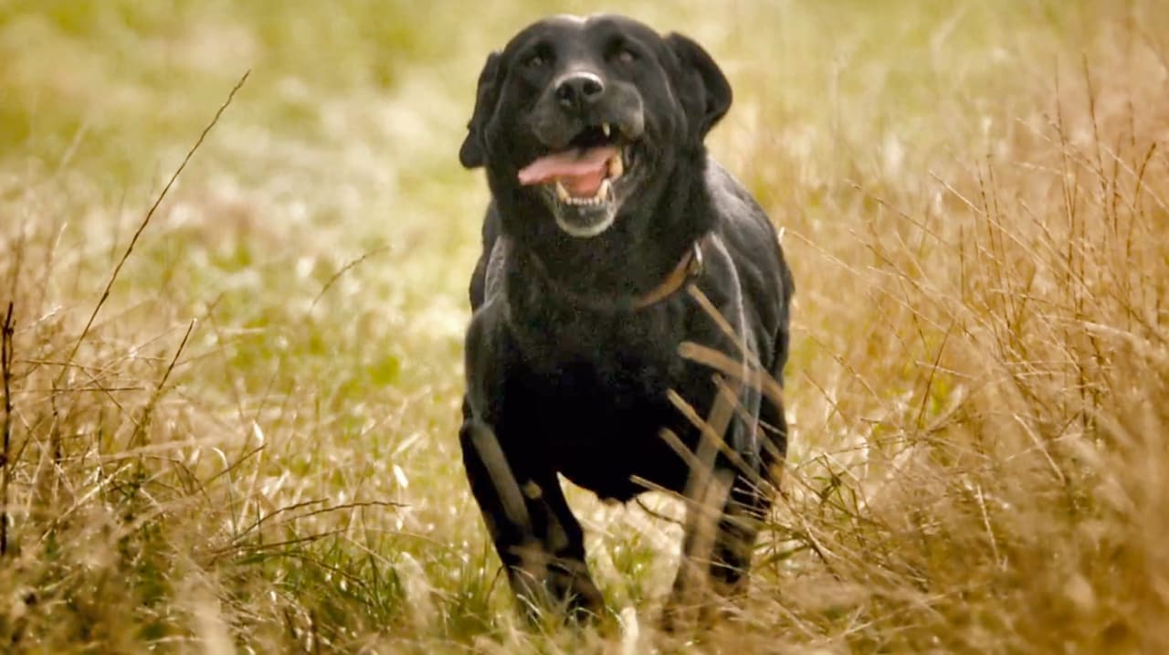 “Jesus Christ!” Viral Dog Fenton Returns To Wreak Havoc On Deer In High