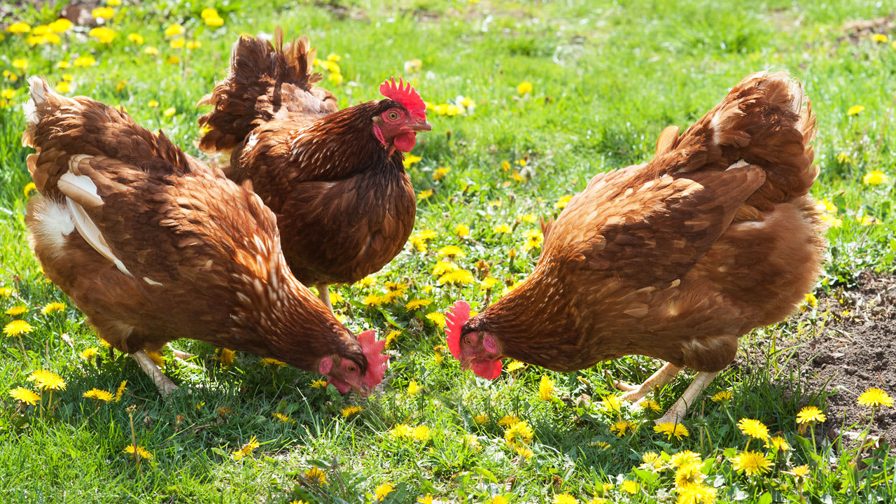 Fancy-Food-Scrap-Fed Chickens Create Endless Farm To Table Loop | Fast ...