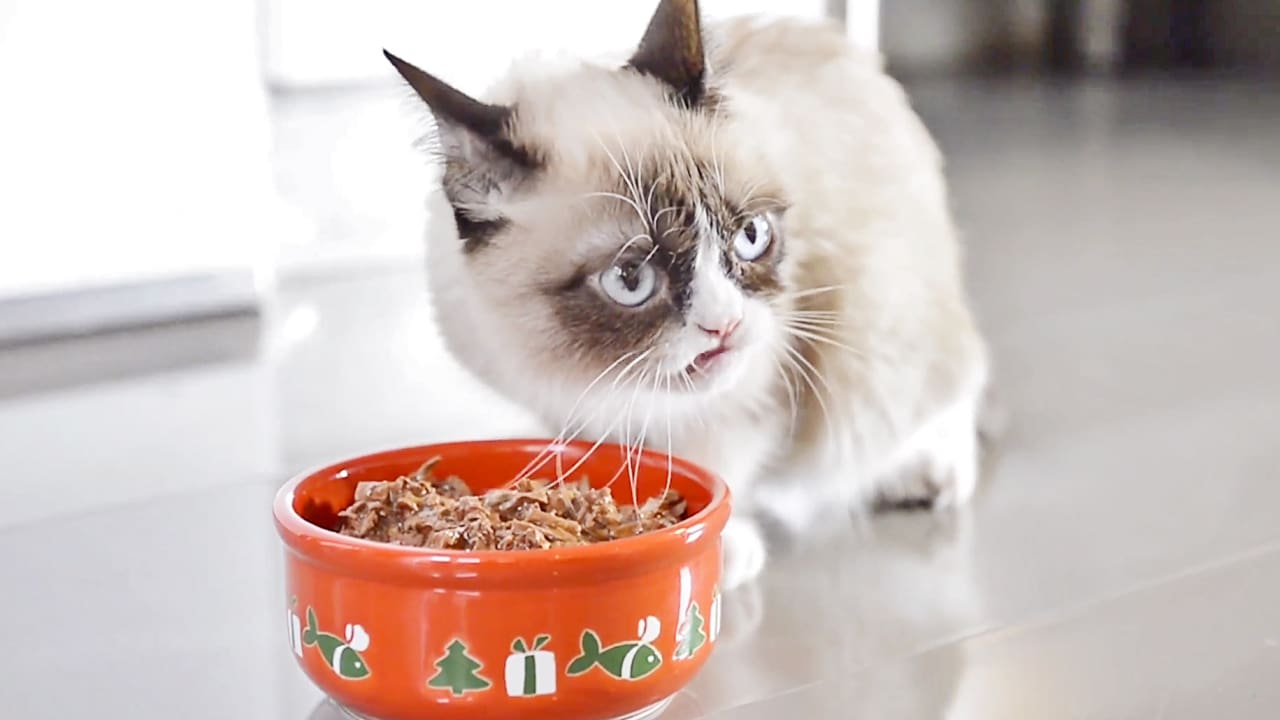 Grumpy Cat Sick Food Ideas