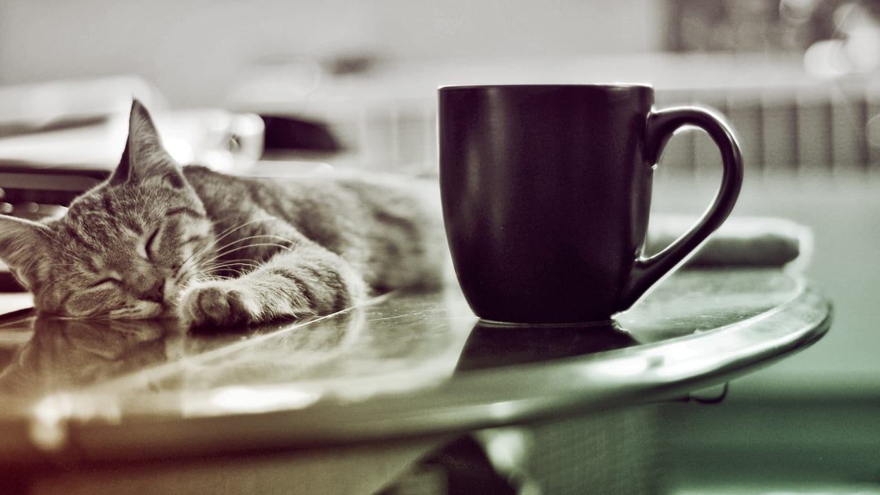  New  York  City  s Version Of The Cat  Cafe  Strays On The 