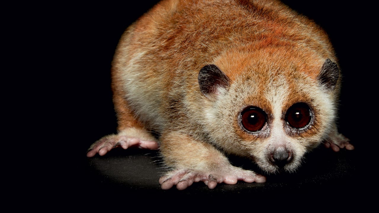 Stunning Closeup Photos Of Nocturnal Animals We Rarely Fast Company