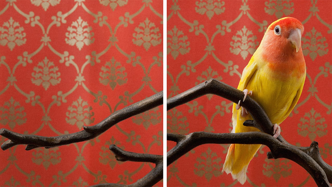 6 Photos That Capture The Personalities Of Exotic Birds Co.Design