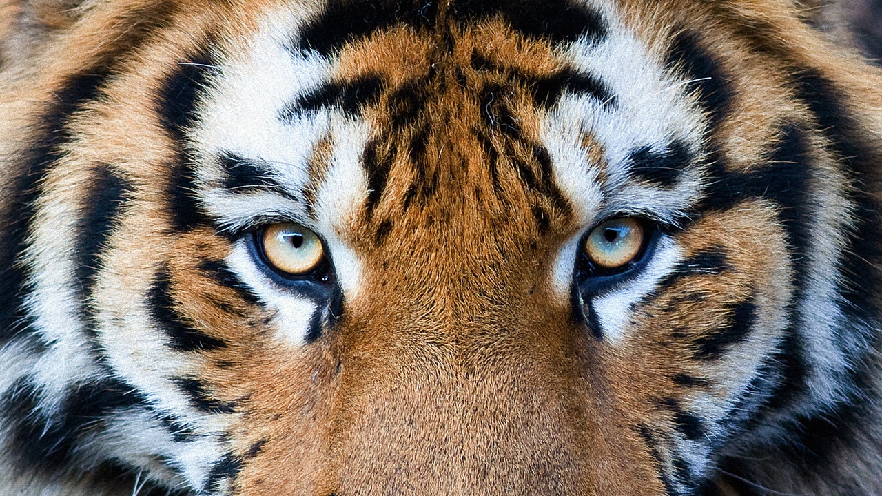 How Fast Is A Tiger