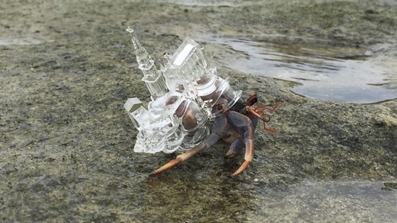 This Hermit Crab Has A Glass Cathedral For A Shell | Co.Design
