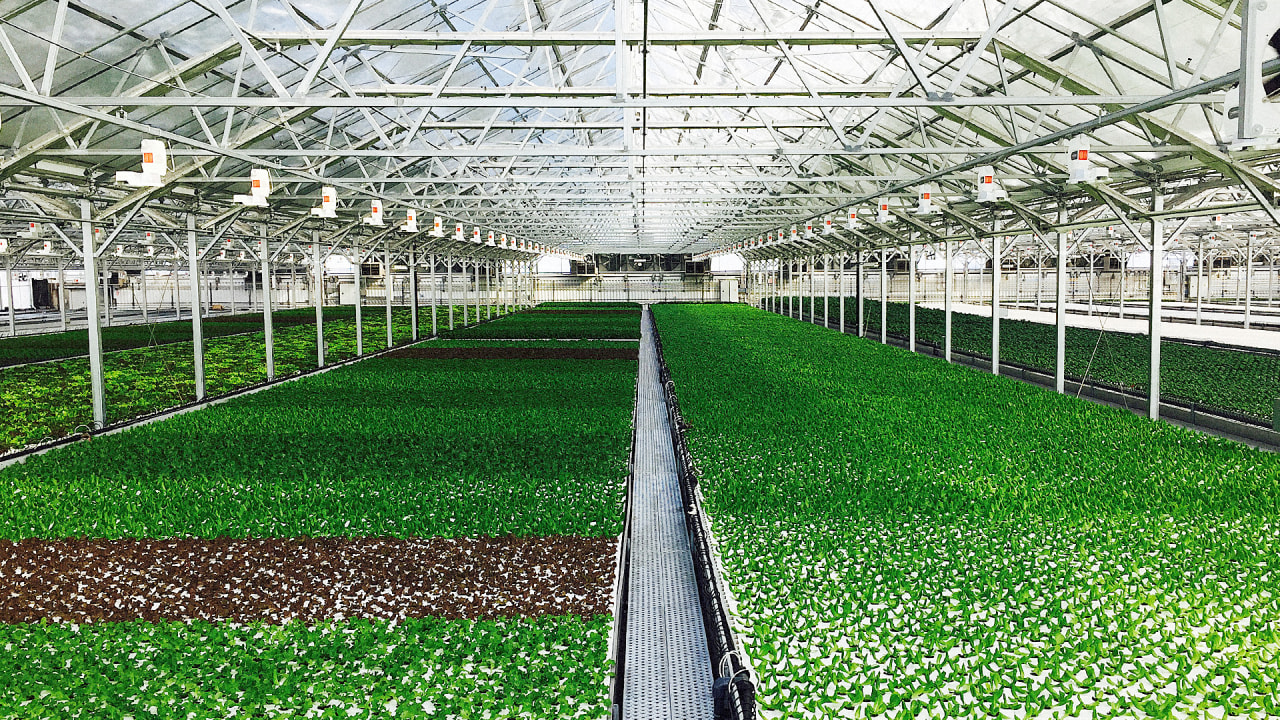 israel's oldest shopping mall now houses a rooftop organic