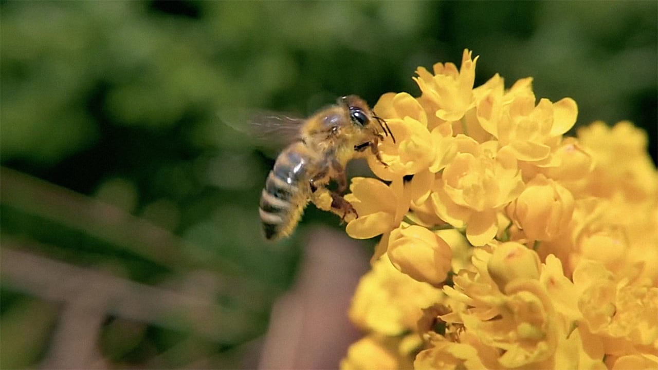 Honey Nut Cheerios Wants You To Help Save Canadas Bee Population Fast Company