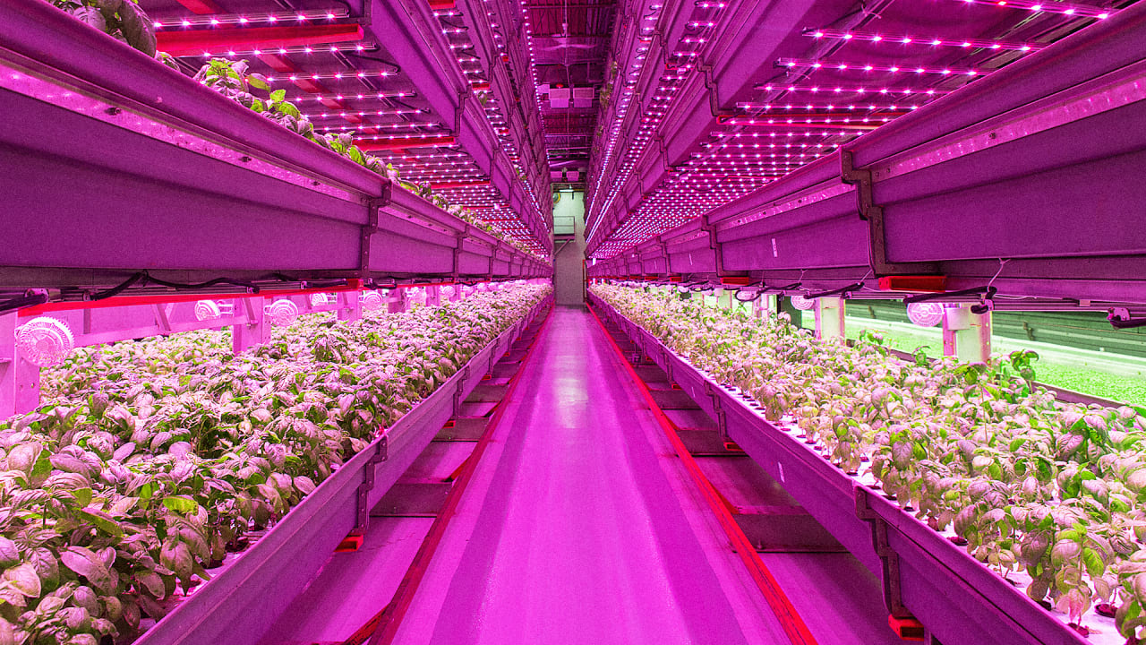 Why Chicago Is Becoming The Country’s Urban Farming Cap | Fast Company