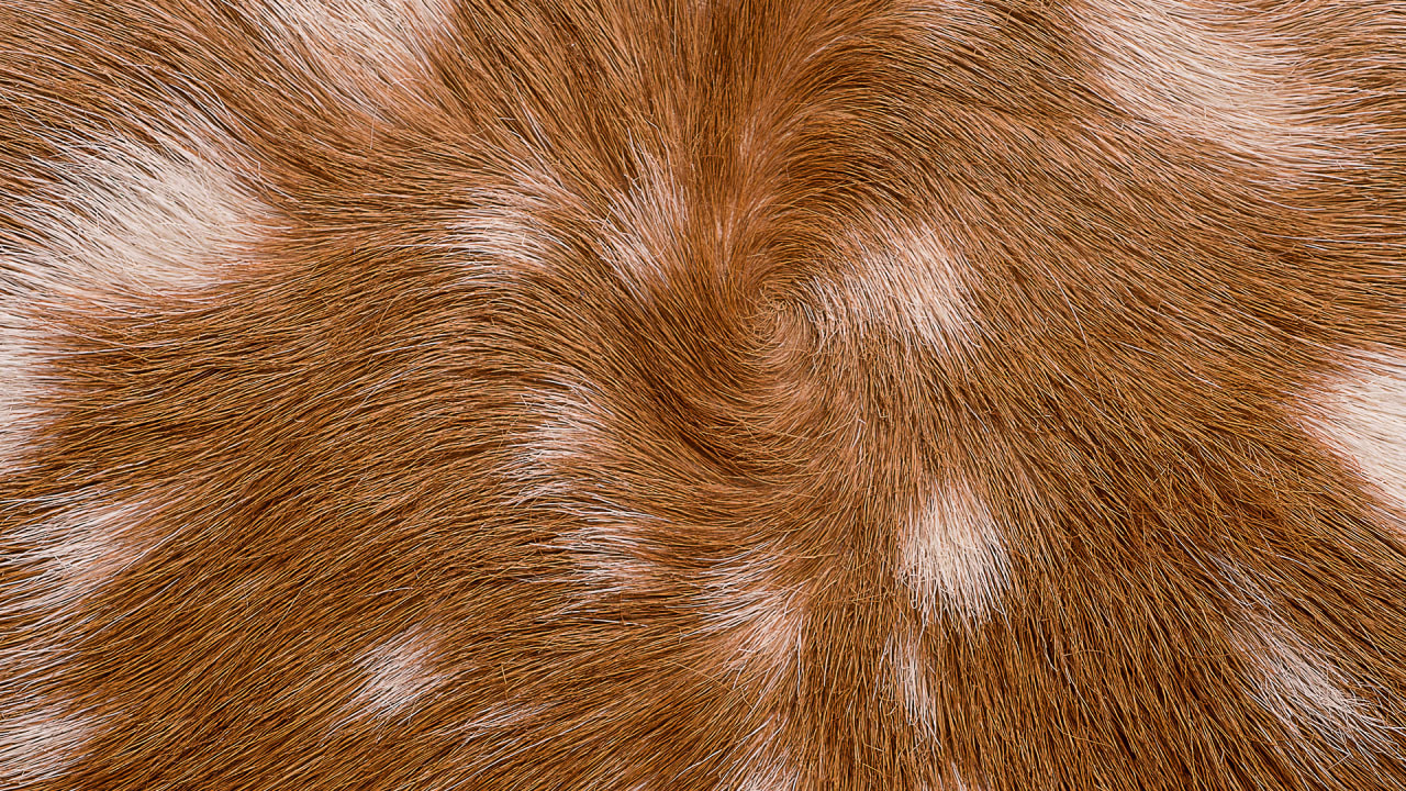 Scientists Can Now “Paint” Designs Onto Animal Fur Usin | Fast Company