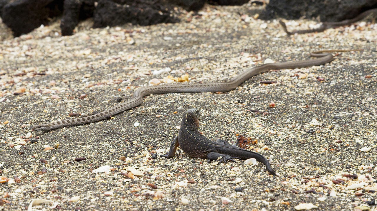 Here’s The Story Behind That Terrifying Iguana Vs. Snak Fast Company