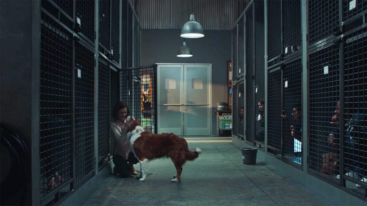 Would You Get Picked? New Pedigree Ad Turns The Tables | Fast Company