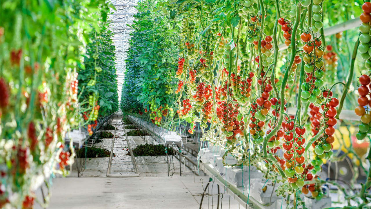 P 1 a chicago area greenhouse has perfected the art of growing quality tomatoes year round