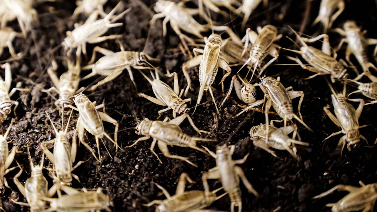 Image result for An Automated Cricket Farm Could Bring Bug-Based Food to the Masses
