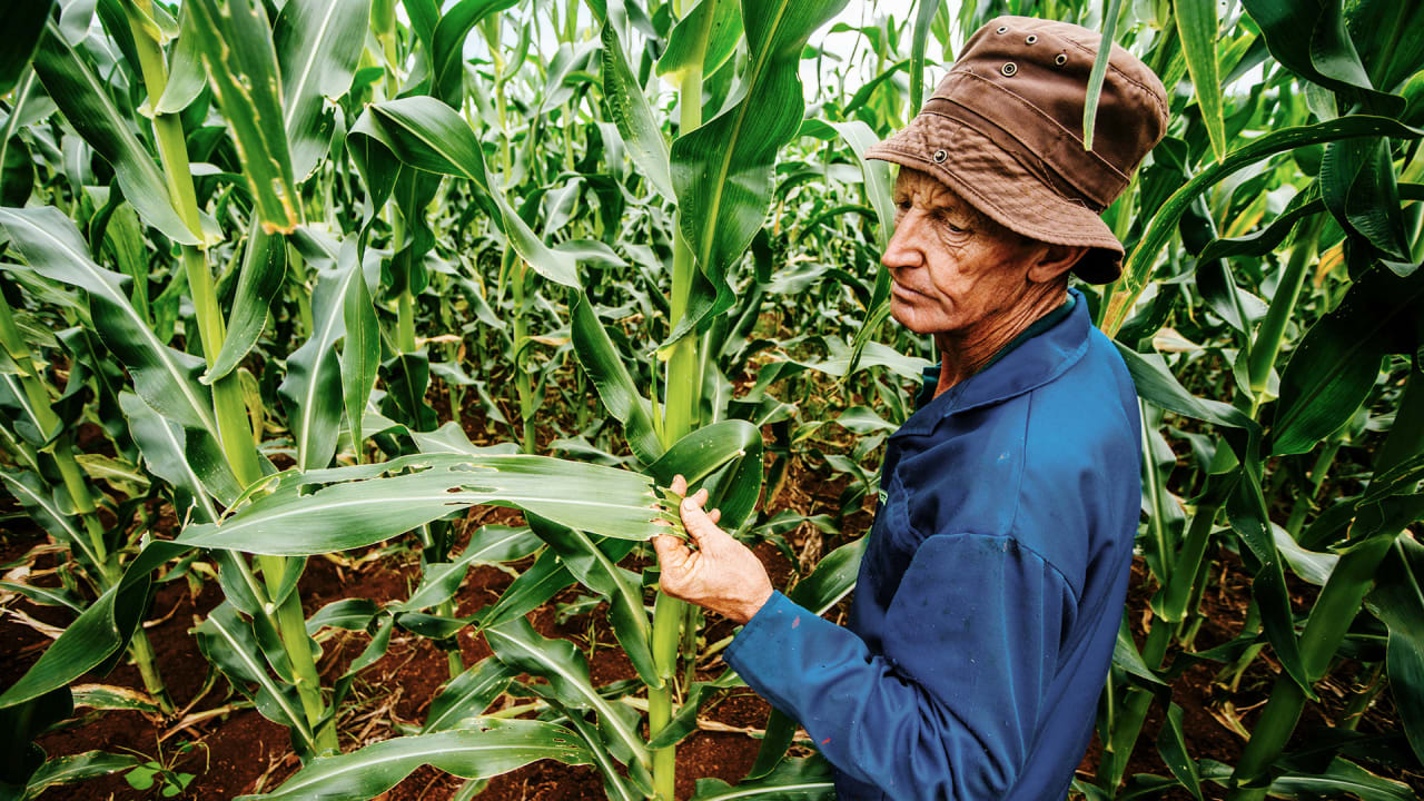 Machine Learning Helps Small Farmers Identify Plant Pests And Diseases