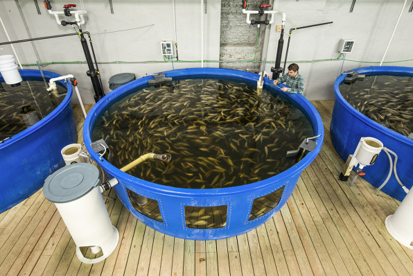 this old factory–now full of fish and kale–is revitaliz